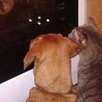 ��� ���� �� �����