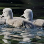 �� ������