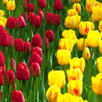 ����� �������