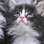 �� ���� �� ���