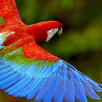 ��� ������