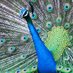 ��� ������� ��� �������