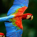 ���� ������