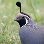 ��� ������