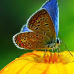 ����� ������