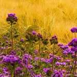 ���� �� �������