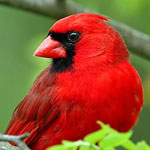 ���� ������� ����