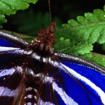 ��� ��� �������� ���