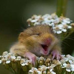 ��� �� ����� ������