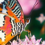 �� ������