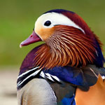 ����� ���� �� �� ����