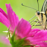 �� ���� ����� ���������