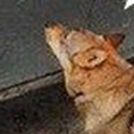 ������� ���� �����ڿ