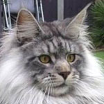 ��� ����� ��� �����