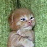 ������� �� ���