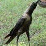 ����� ���� ������