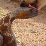 ��� ��� �������� ��� �� ����