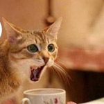 ��� ����� �