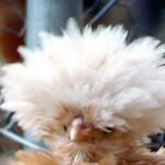 ������ ��������