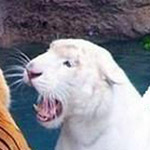 �� ���� ���� �������