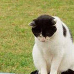 ��� ����� ������ ���