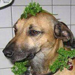 ���� ���� ����