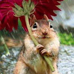 ������ ������