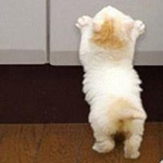 ��� ����� ���� ���