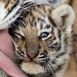 �� ������ 