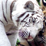 ������ ������