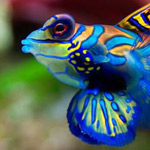 ���� ����� �������� �������