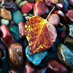 ����� ������ ����� 