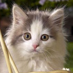 �� ������