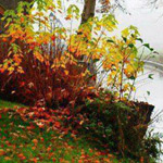 ���� ����� ���� ������