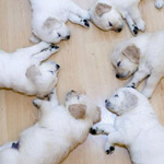 ������ ���� �������