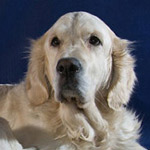 ���� ������  ���� �������� 