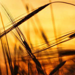 ��� ���� ����� ������� �