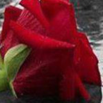 ��  �� ������