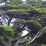 ���� ������ �������