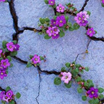 ����� ����� ���