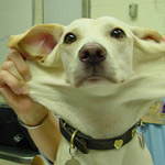 �� ����� ������  �������