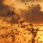 ���� ����� ������