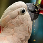 ���� ���� �����