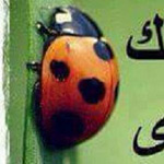 ����� ����� �� ����� ����