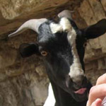 ��� ���� ����� ���� ����� �����������