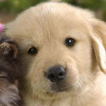 �� ������