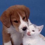 �� ���������