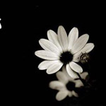 ������� ����� �� ���� ����  ����� �������