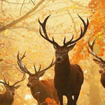 �� ���� �����