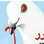 ��� ����